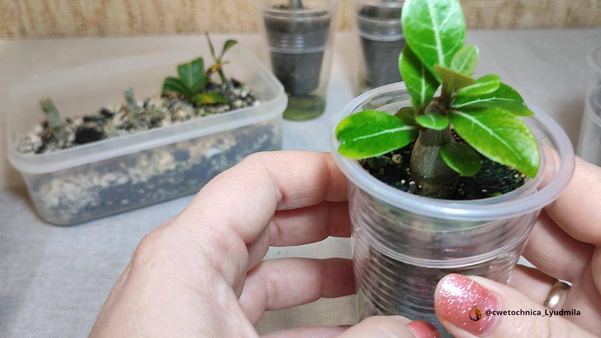 Результат обрезки сеянцев адениума #adenium #адениум