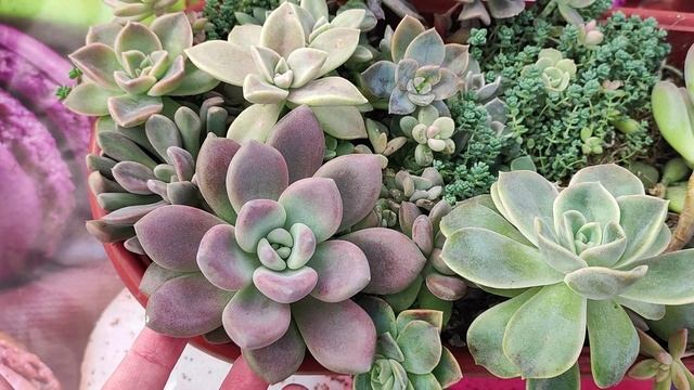 Как не надо делать! Садик из суккулентов, который не пересаживали 4 года