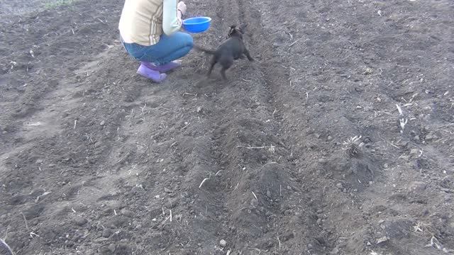 Жужа - компаньон. Сажаем лук, чеснок