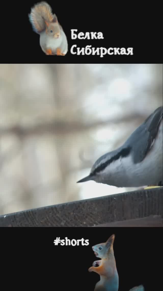 Поползень гоняется за семечкой