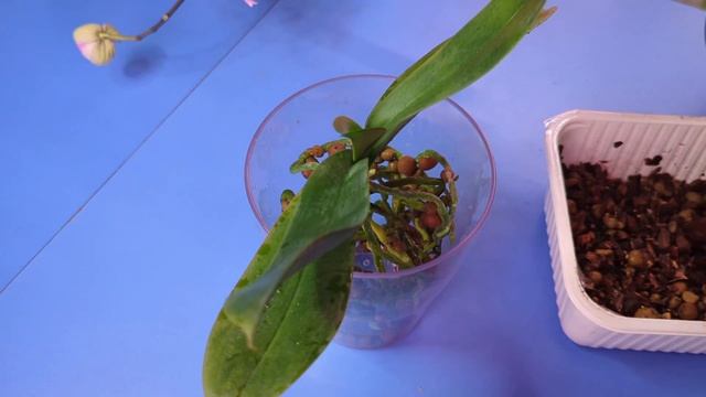 02.02.25.пересадка Орхидеи в кору..