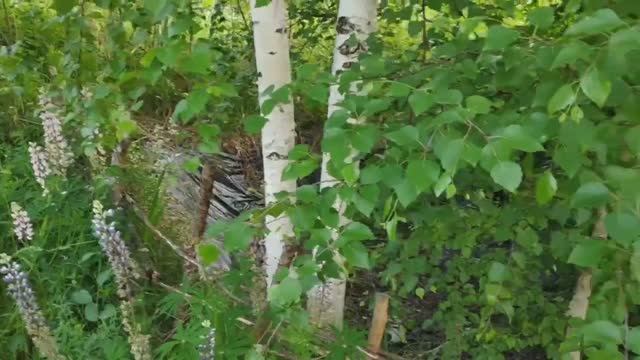 Жизнь на даче без прикрас. _БЕРËЗЫ_