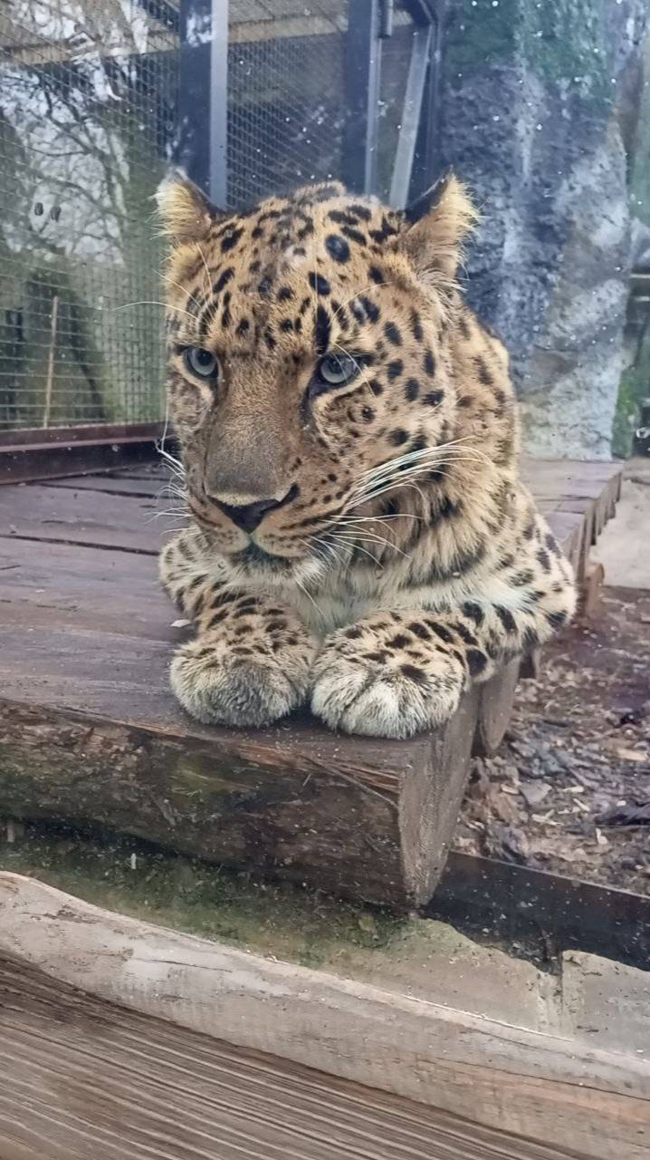 МОСКОВСКИЙ ЗООПАРК | ДАЛЬНЕВОСТОЧНЫЙ ЛЕОПАРД