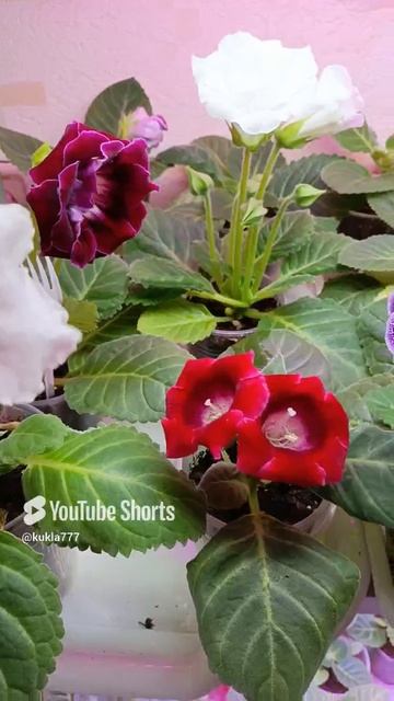 как я поливаю свои глоксинии 🌱🌹🌺