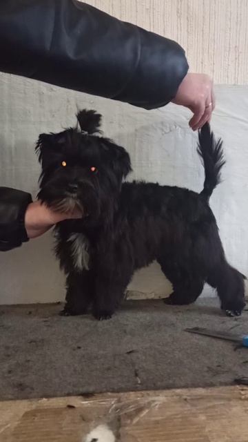 Малыш салонной собачки Чак сделал первую причёску!