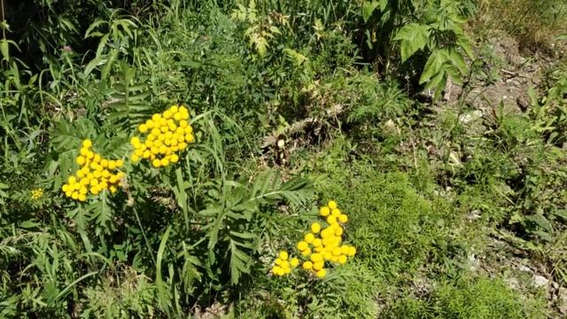 В канун Ивана Купалы. Лекарственные растения.