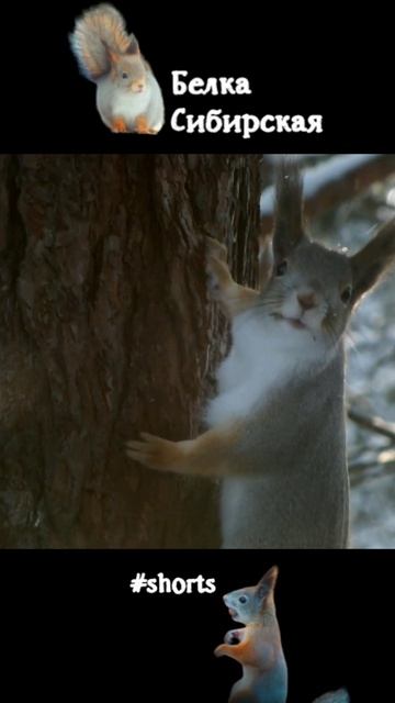 Белка убегает замедленно