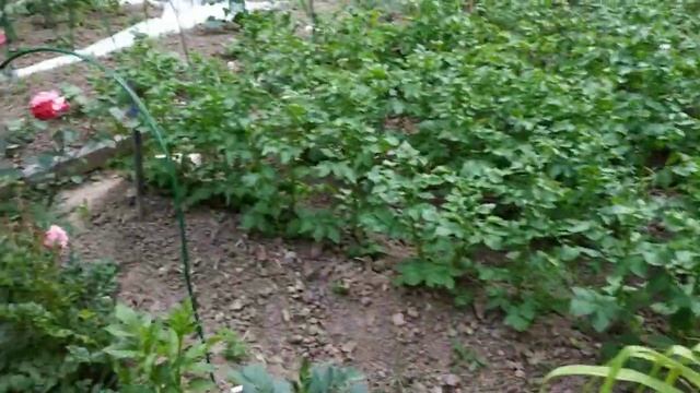 А дождь 💦 всë мимо... Жизнь на даче без прикрас.