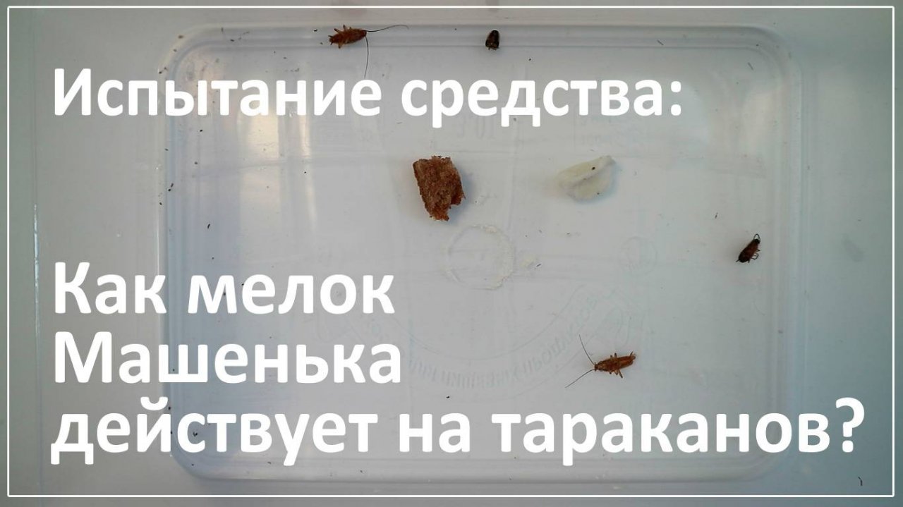 Проверяем, как мелок Машенька действует на тараканов?