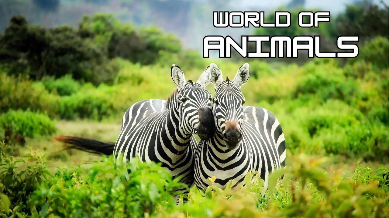 Животные Африки. Красочный фильм о дикой природе с успокаивающей музыкой #relax #meditation