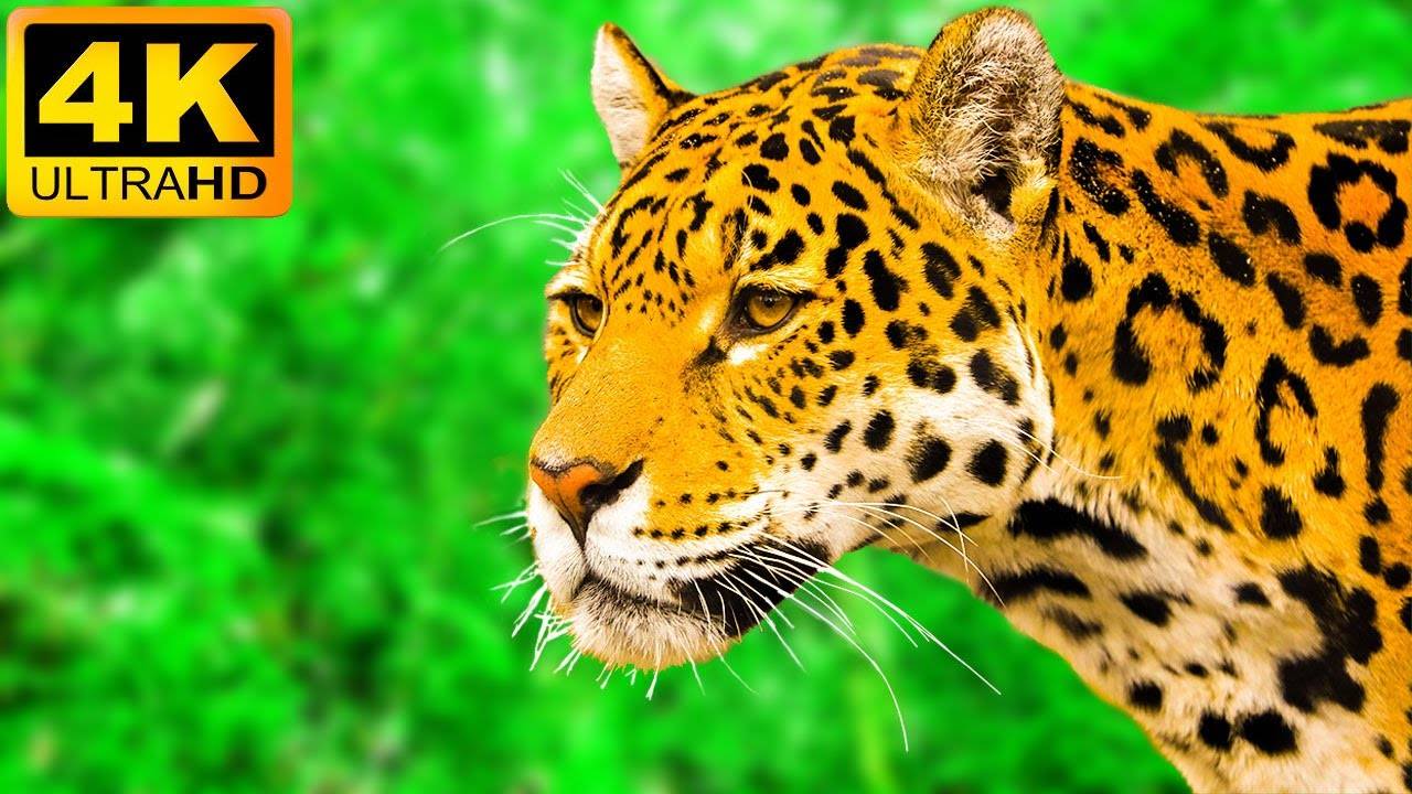 Эти красивые животные. Фауна. Расслабление под красивую музыку #relax #meditation