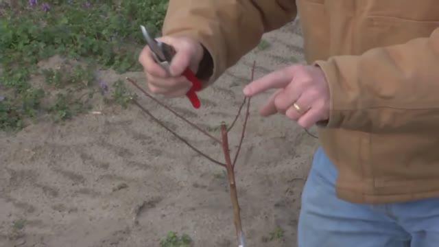 Стартовая обрезка саженца персика после посадки.