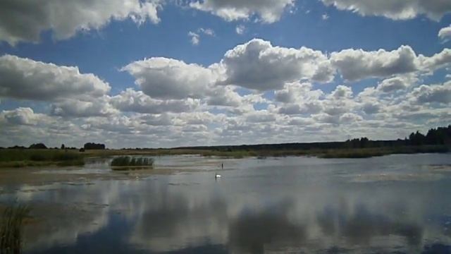 Белый  лебедь и Бимка в  солнечный  летний  день.