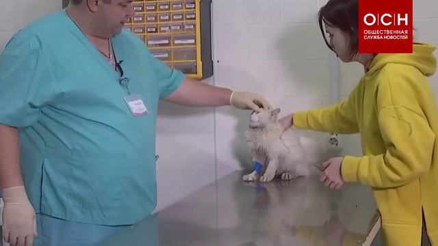 Бездомный кот случайно переехал из Липецка в Москву