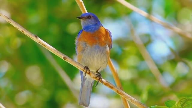 Планета птиц