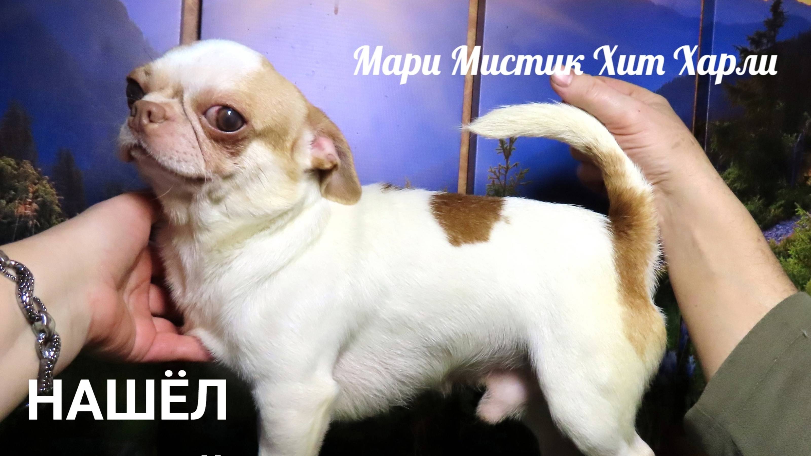 ПОСЛЕДНЯЯ прогулка Хит Харли в СТАРОМ доме #СНЕГОПАД после ДОЖДЕЙ #купить_щенка_чихуахуа 89215950848