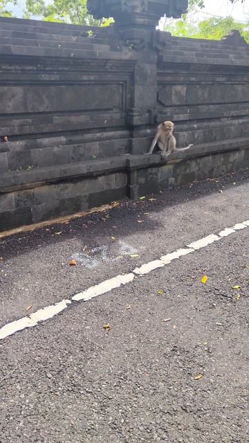 Кормим обезьянок на Бали