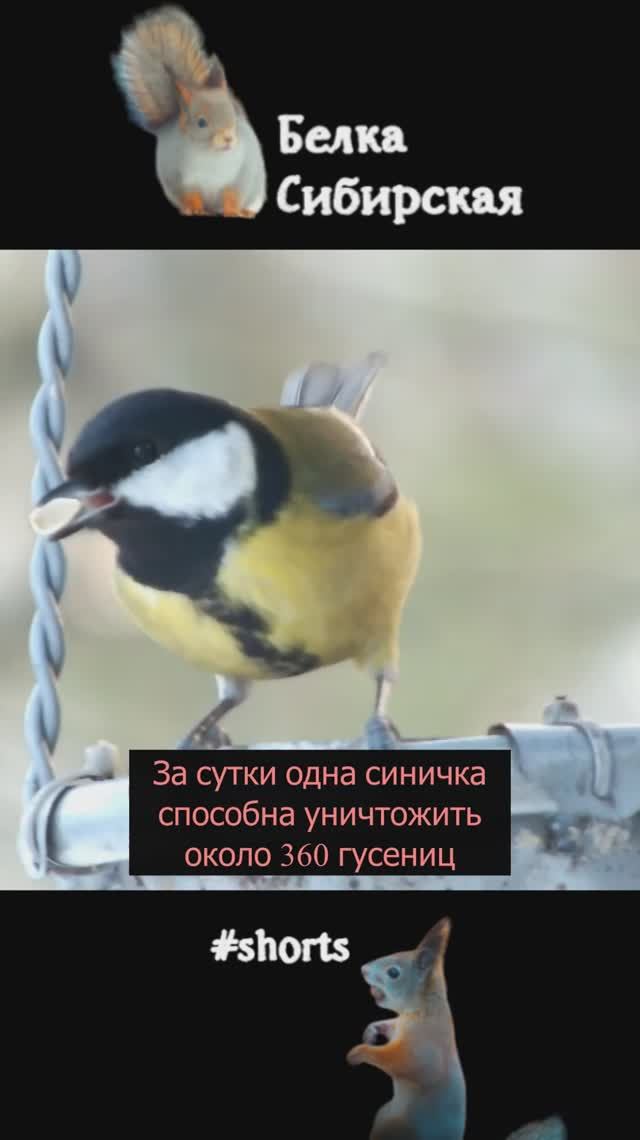 Синицы и их незаменимая польза