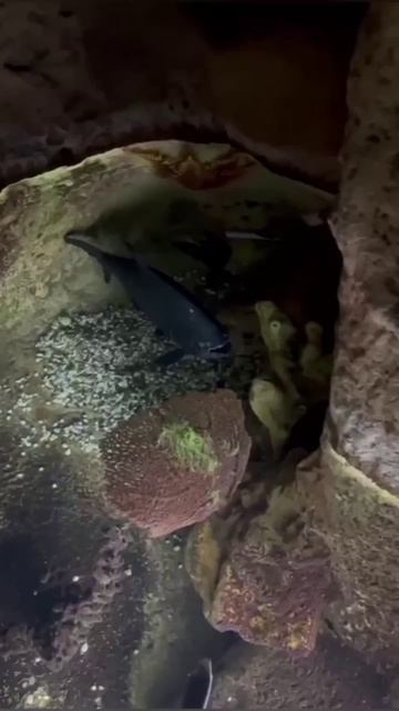 Аквариум СОЧИ