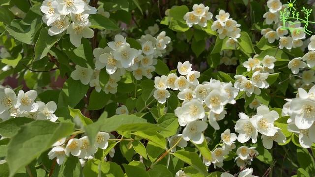 Жасмин. Красивое сочетание классической музыки и пения птиц. Для расслабления и медитации #relax