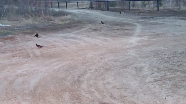 Косачи на току - Тетерев, весна). Живая природа юго-востока Западной-Сибири.  @Pavel_SIBERIA