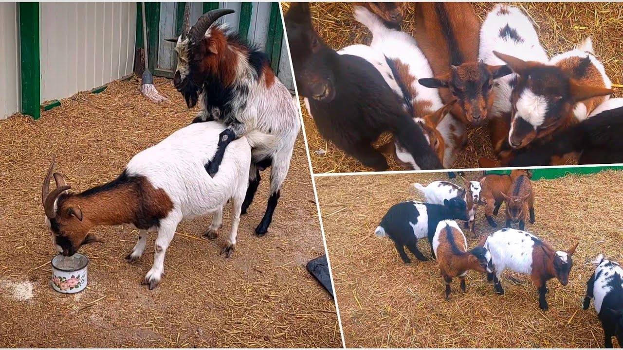 Жизнь 😀 КАМЕРУНСКИХ 🐐 КОЗ в деревне 🛖.