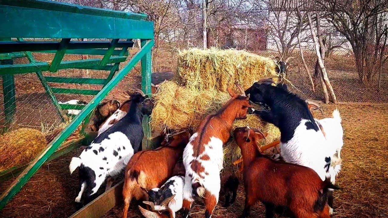 Козы 🐐 ТРАНЖИРЫ 😡!!!  Свинки 🐖 НА СВОБОДЕ 😃