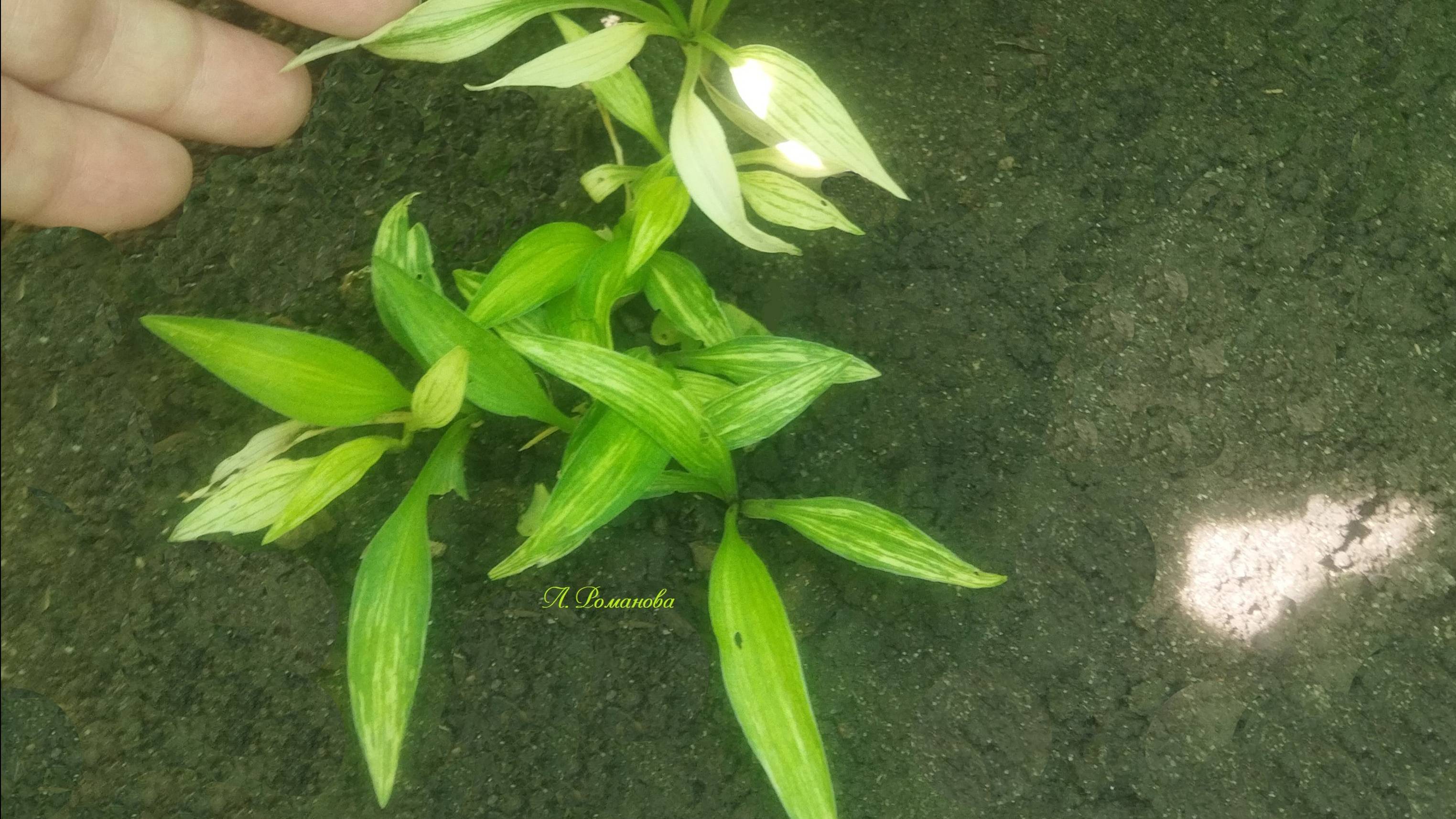 v хоста HIDE AND SEEK  20.7.24г