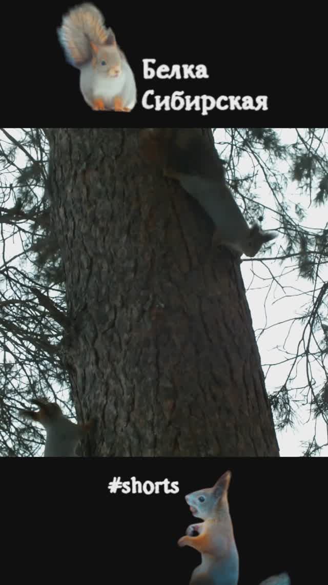 Сразу три белки пришли