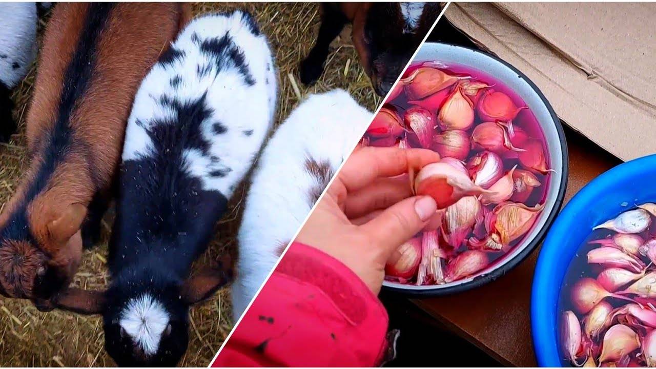 Цены 🤑 КОСМОС 🤯 Посадка 🧄 ЧЕСНОКА и ЛУКА 🧅 под зиму