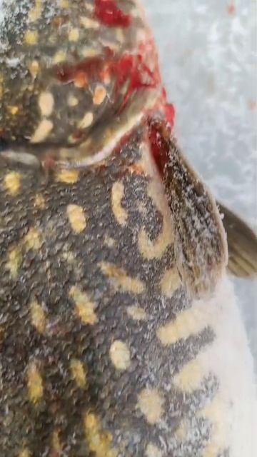 эта ОГРОМНАЯ карельская Щука