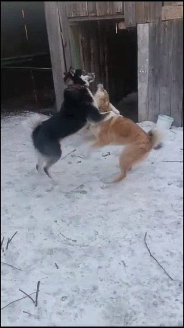 😄 Собачья дружба! 🤪