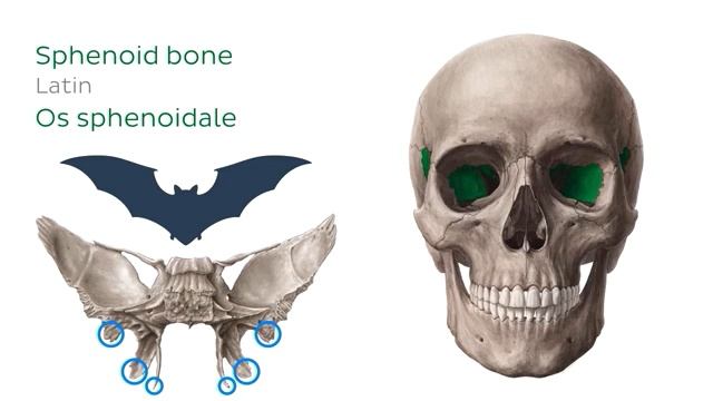 Кости глазницы - Анатомия человека _ Kenhub