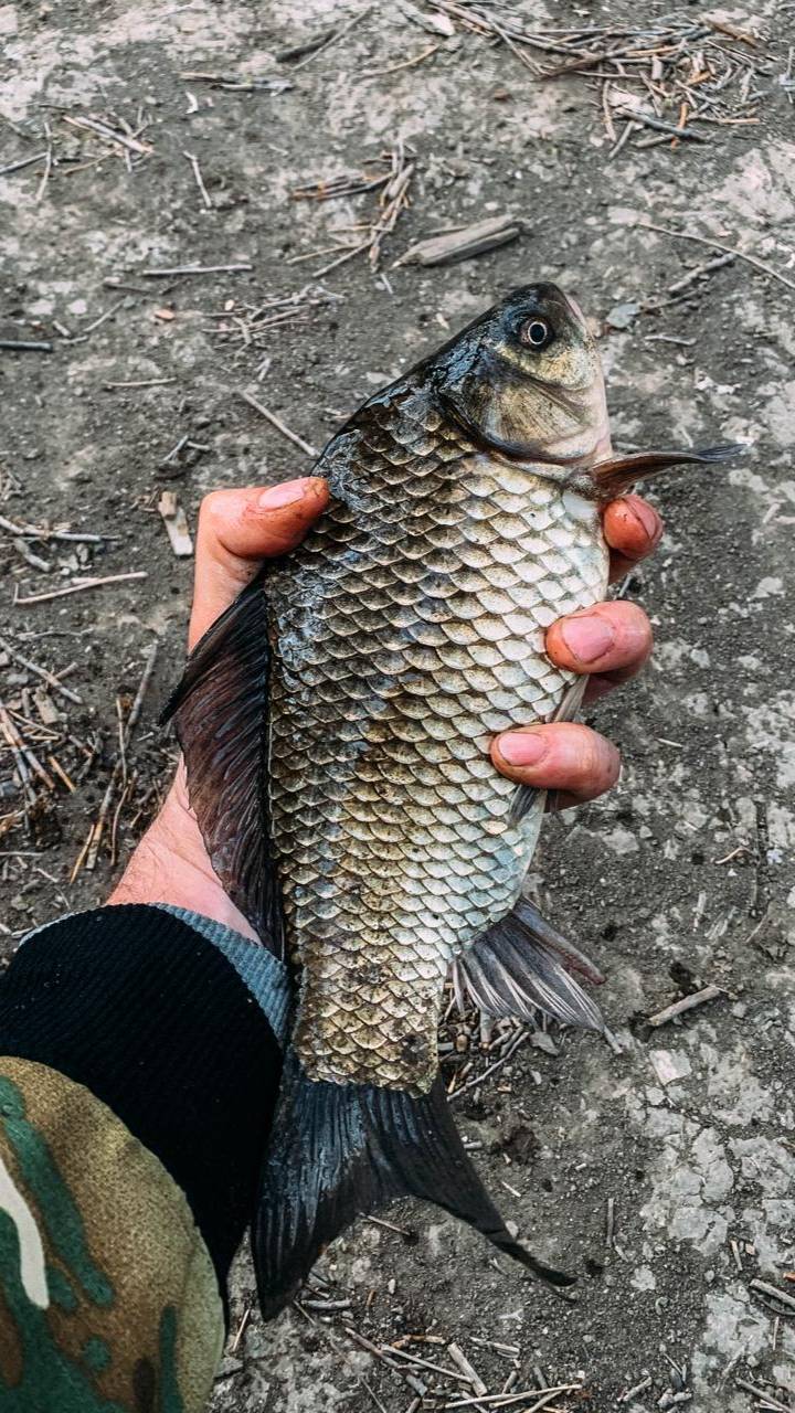 Искали рыбу на большой воде, а нашли в мелкой луже!