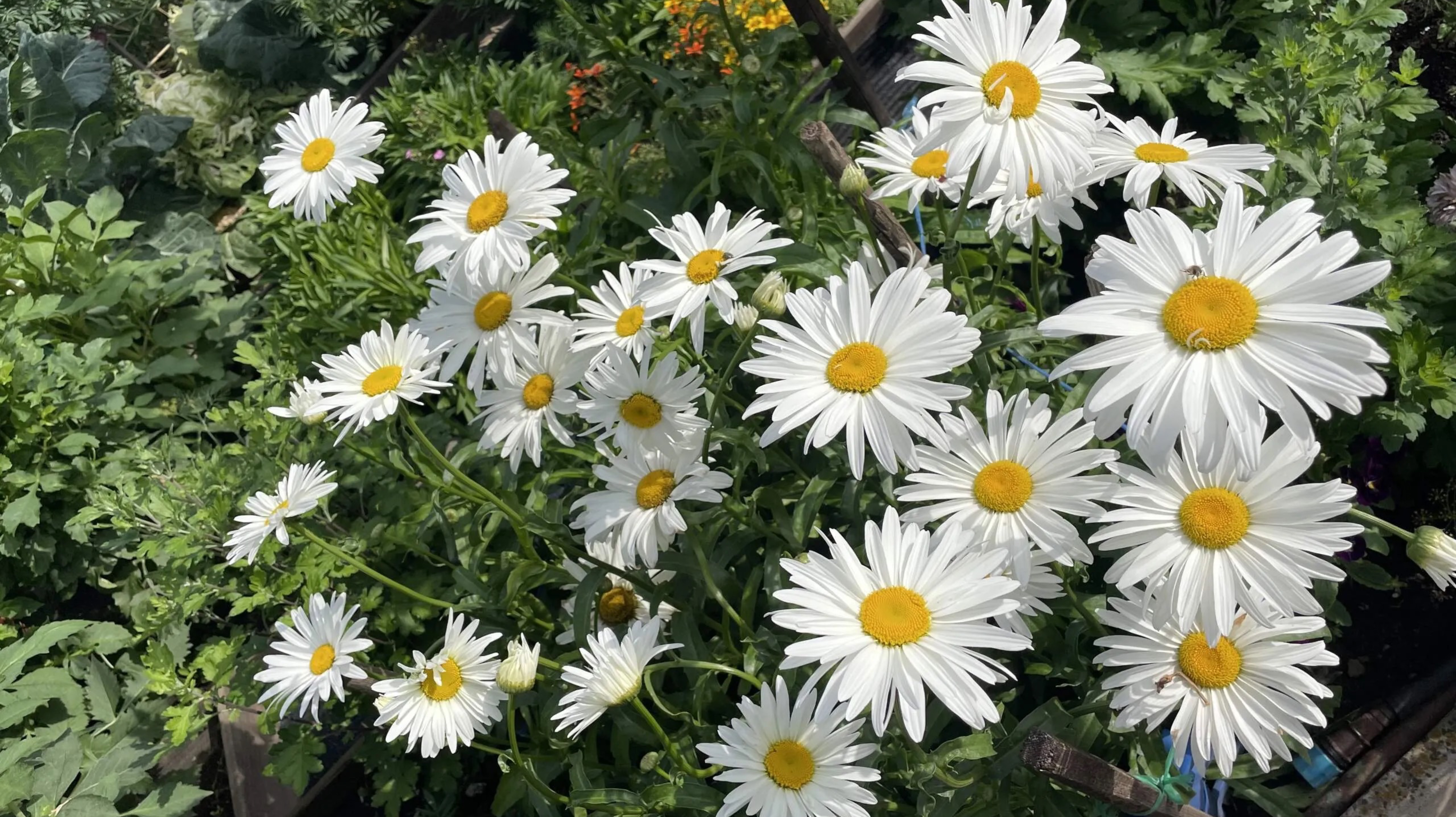 Для меня это чудо! 
Нивяник можно размножать при помощи черенкования.