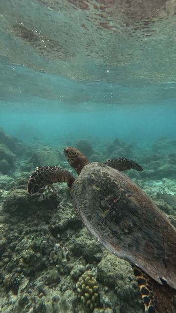 Черепаха дышит