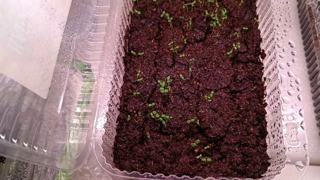 Обзор рассады петунии и земляники