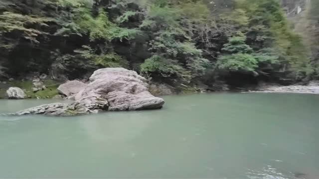 Тисо-самшитовая роща в Сочи