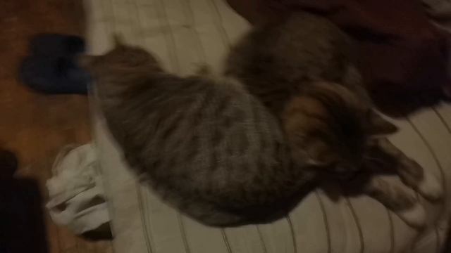 Сергей РАzoom Фокин, Николай Клименко, Илим, Маркиз, Дейл, Чип, Шпунтик и Крош. 5 - 6.2.2025 год.