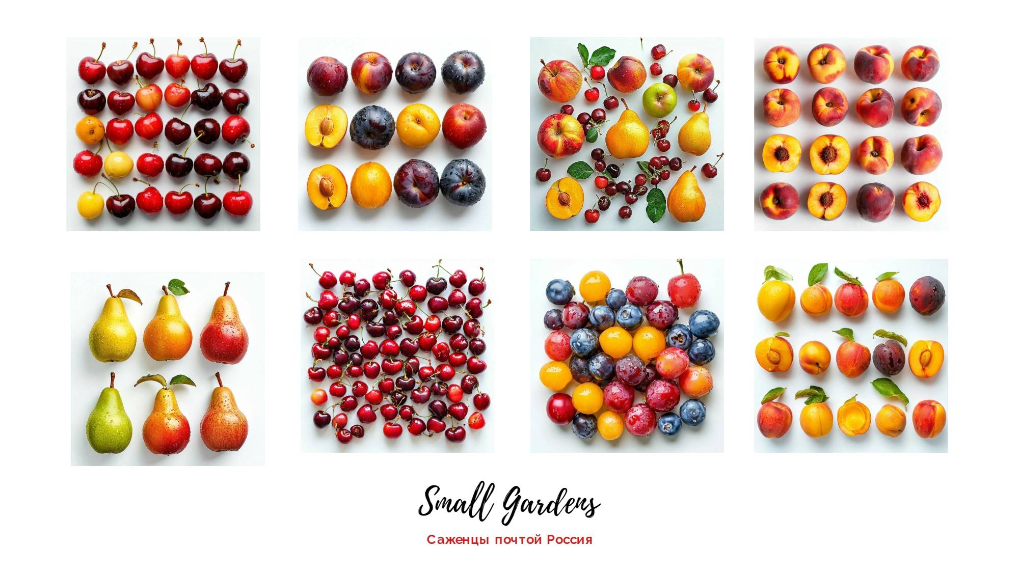 Саженцы фруктовых деревьев почтой Россия | Ростов-на-Дону | Small Gardens