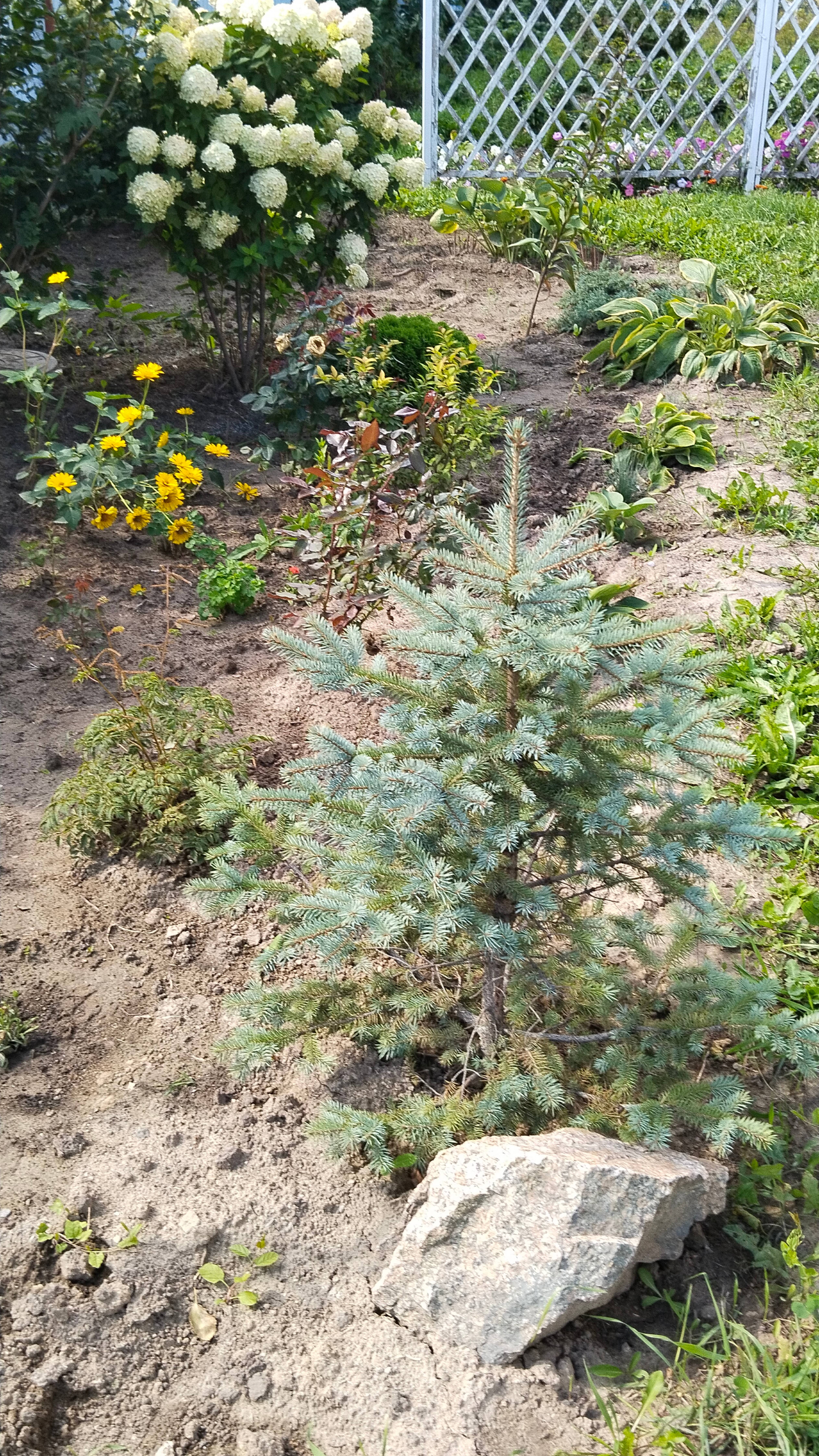 Многострадальная голубая ель