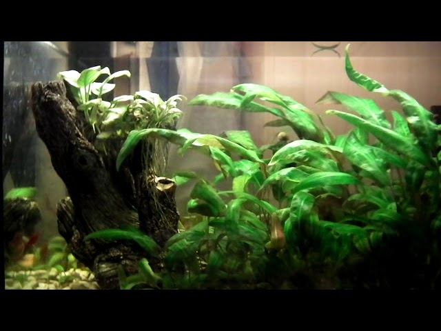 аквариум _DSCF2342