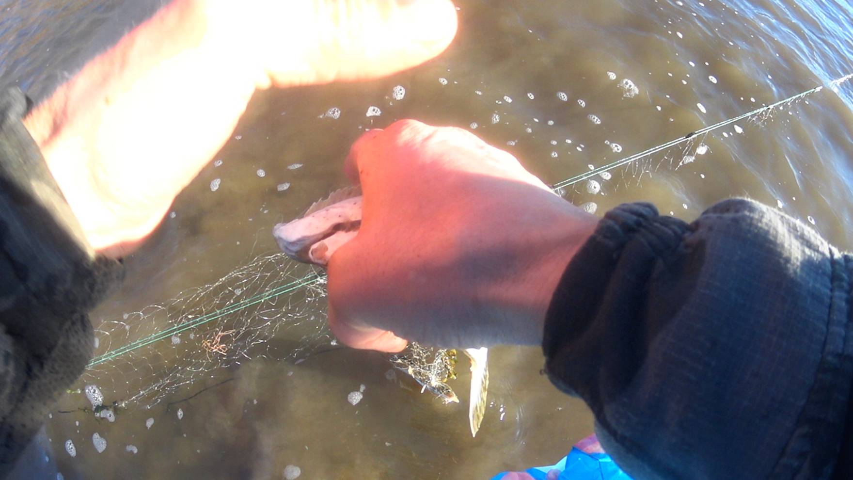 Чёрная метка!камбала с чёрными пятнами! #Shorts