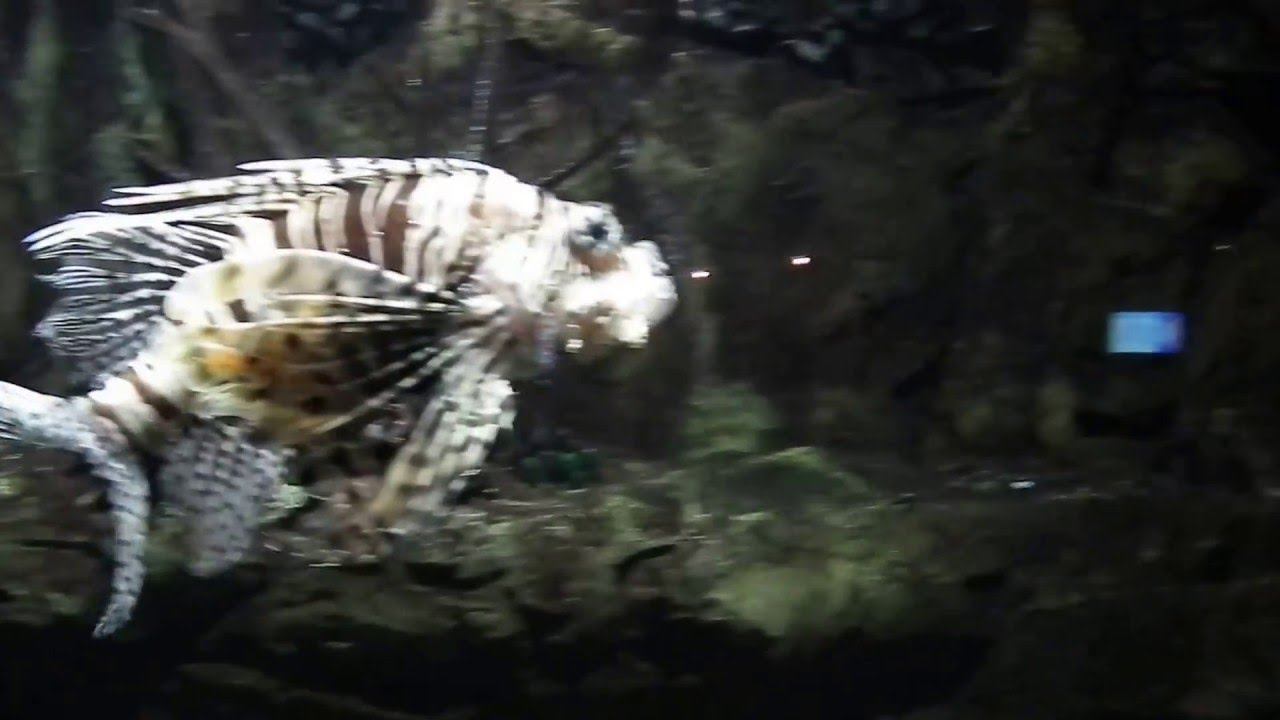 питер 2015_осень_DSCF2271