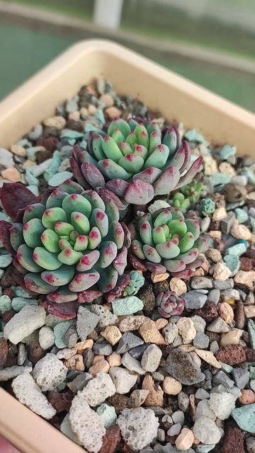 Седеверия Блу Эльф, до и после