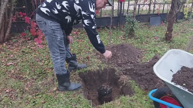 Посадка яблони в октябре, что посадить в октябре, дачные дела