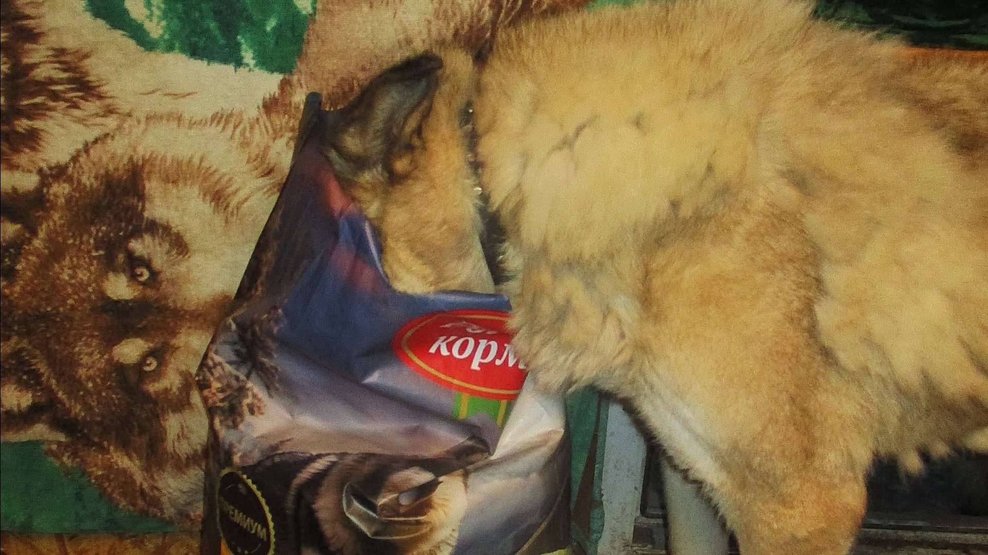 Кормление домашних друзей.Родные корма.Февраль 2025