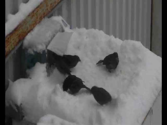 чиликаны1.wmv