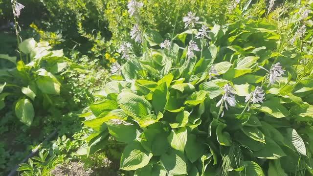 Дача в Подмосковье .12 июля. Прогулка по огороду, обзор, что растет, что цветет.