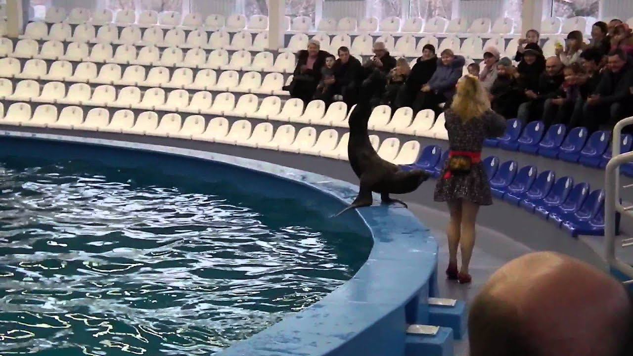 Нижегородский дельфинарий_DSCF2539